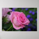 Recherche de blumen posters Rosa