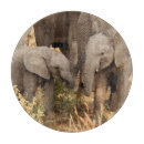 Recherche de éléphants planches à découper Éléphant d'afrique