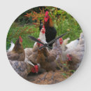Recherche de poule horloges Drôle