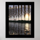 Recherche de grenouilles posters Arbres