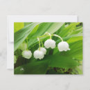 Recherche de lily of the valley cartes postales Pour tous