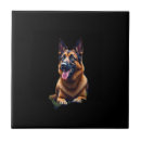 Recherche de chien berger carreaux Amoureux des chiens