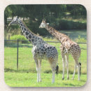 Recherche de girafe de dessous de verres Nature