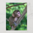 Recherche de macaques cartes postales Jeune animal