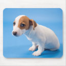 Recherche de cric russell tapis souris Chiot