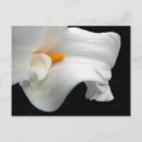 Recherche de callas cartes postales Lis