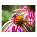 Recherche de coneflowers Confluent