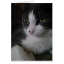Recherche de kitty photographie Amoureux des animaux