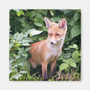 Recherche de petit animal magnets Renard