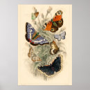 Recherche de papillon coloré posters Botanique