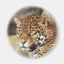 Recherche de jaguar magnets Sauvage