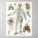 Recherche de veines posters Anatomie