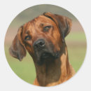 Recherche de ridgeback autocollants Rhodésien