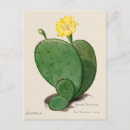 Recherche de indies cartes postales Vintage