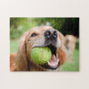 Recherche de tennis puzzles Chien