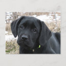 Recherche de chiot labrador cartes postales Laboratoire noir
