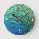 Recherche de plumes horloges Nature