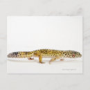 Recherche de gecko cartes postales Rampe