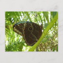 Recherche de papillon bleu de morpho cartes postales Nature