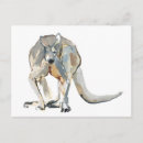 Recherche de kangourou rouge cartes postales Macropus rufus