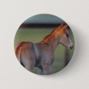 Recherche de poulain de cheval badges Plomb langrish