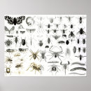 Recherche de espèces art Papillon