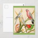 Recherche de perruches cartes postales Cacatoès