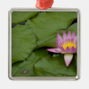 Recherche de hongrie ornements Personne