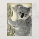 Recherche de koala drôle cartes postales Marsupial