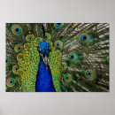 Recherche de vintage paon posters Oiseau