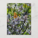 Recherche de papillon fritillaire cartes postales Jardin