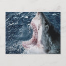 Recherche de grand requin blanc cartes postales Animal