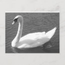 Recherche de cygne noir cartes postales Animal