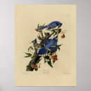 Recherche de bluejays posters Oiseau