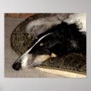 Recherche de chien loup posters Russe