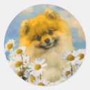 Recherche de spitz nain autocollants Chiot
