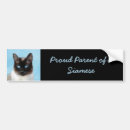 Recherche de cat voiture autocollants Chaton