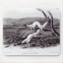 Recherche de belette tapis souris Animaux