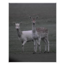 Recherche de deer posters Cerfs