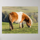Recherche de poney de shetland posters Falaise
