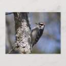 Recherche de pic cartes postales Faune