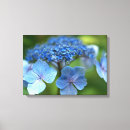 Recherche de hortensias toiles Bleu