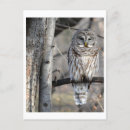 Recherche de camo verticales cartes postales Camouflage