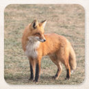 Recherche de renard rouge dessous de verres Faune