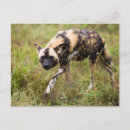 Recherche de chien sauvage africain cartes postales Image couleur