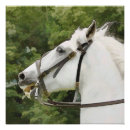 Recherche de de cheval posters Animaux de ferme