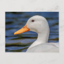 Recherche de canard blanc cartes postales Sauvagine