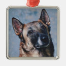 Recherche de malinois ornements Chiot