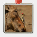 Recherche de warthog ornements Faune