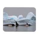 Recherche de orques magnets Faune